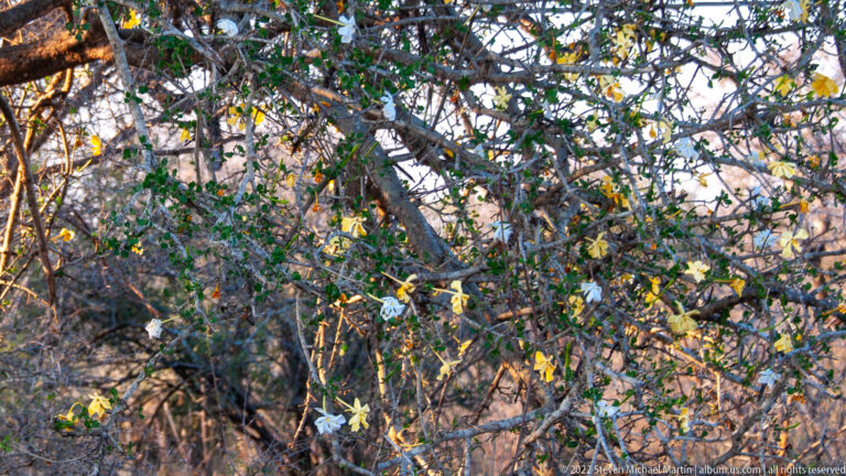 Dense thorny-looking branches with green leaves and scattered small white flowers in Kruger bushveld.