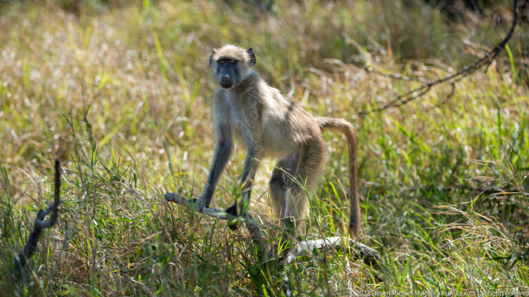 Young chacma baboon walking through tall sunlit grass with its tail curved behind.