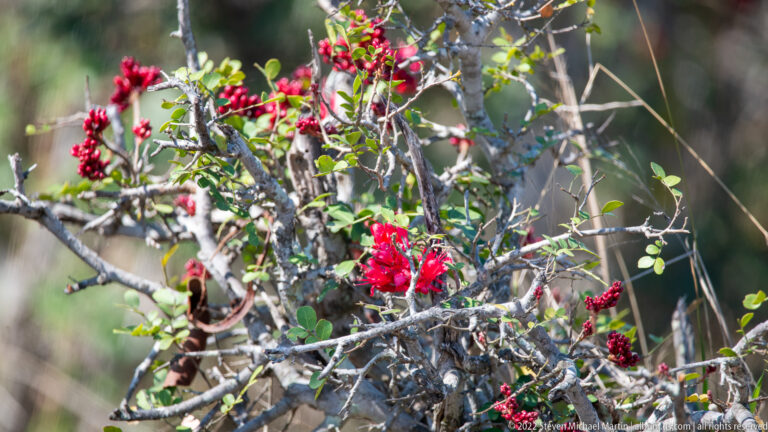 Thorny shrub with vivid red blossoms and clusters of small red fruits among green leaves.