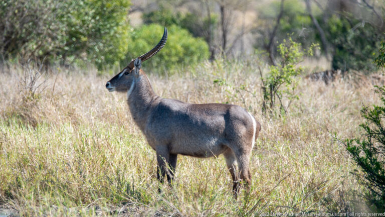 Male waterbuck in profile with long ringed horns, standing in tall grass and scattered shrubs.