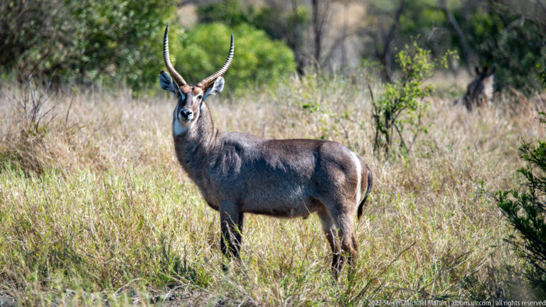 Male waterbuck faces the camera in tall grass, showing symmetrical curved ringed horns.