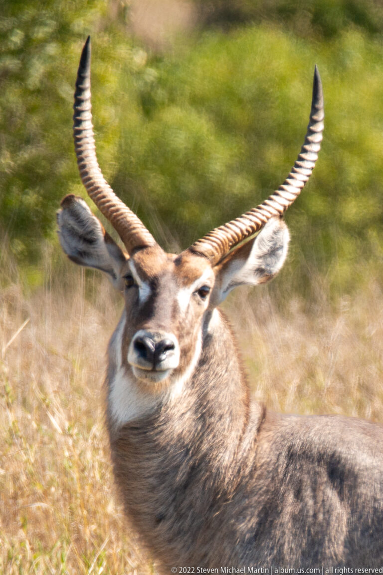 Close view of a male waterbuck's head and shoulders with tall ridged horns and large ears.