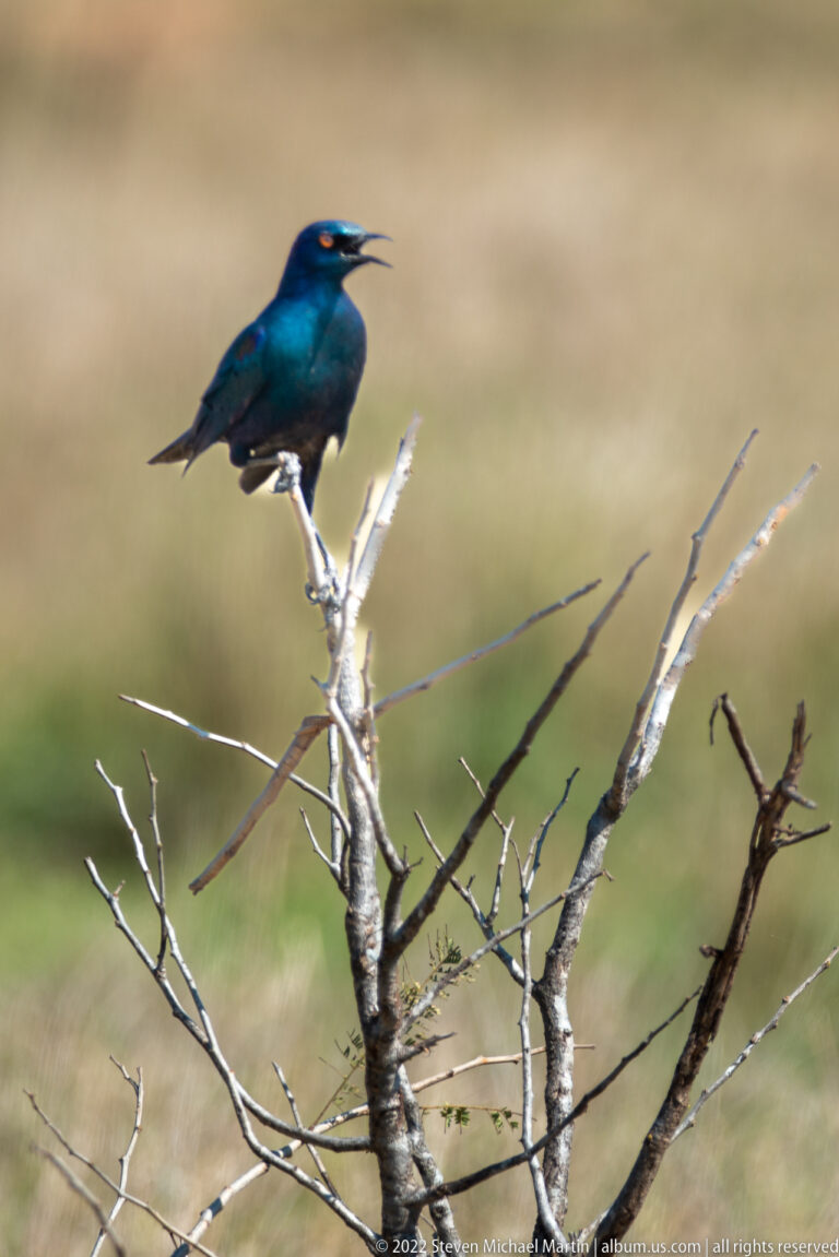 Iridescent blue glossy starling with open bill perched on the top of a dead branch.