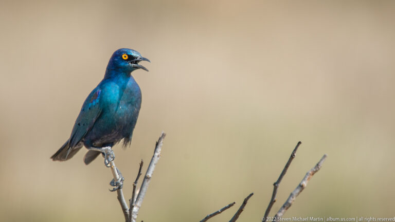 Glossy blue-green starling perched on a bare twig against a smooth tan background.
