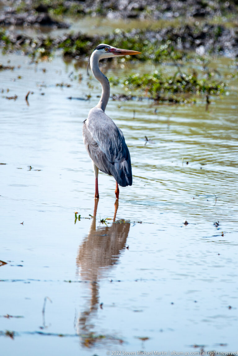 Grey heron standing in shallow water, with long bill, pale neck, gray wings, and reflected legs.