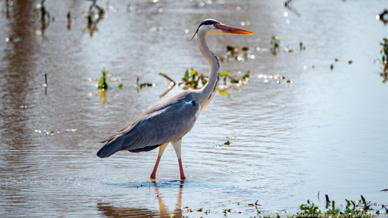 Full-body grey heron standing in shallow reflective water with long legs and extended neck.
