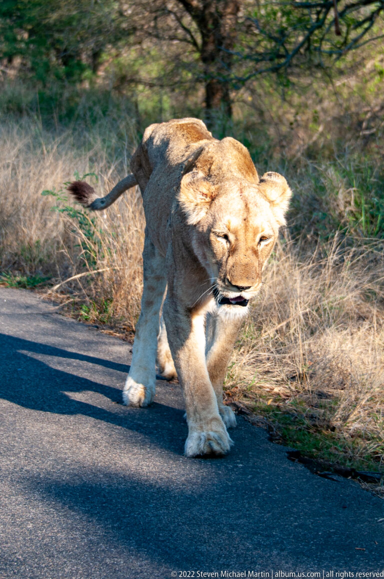 Lioness crossing a paved road in sunlight, with dry grass and shadowed woodland behind her.