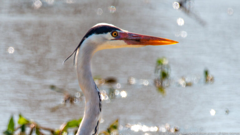 Close profile of grey heron head with yellow eye, black crown stripe, plume, and long orange-red bill.