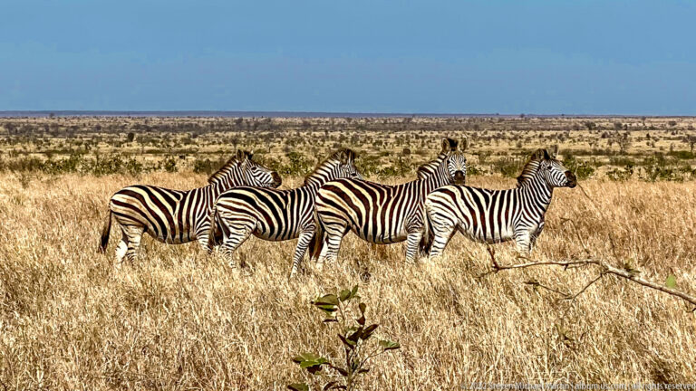 Several plains zebras stand closely together in tall dry grass on open savanna.