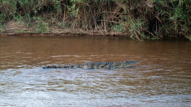Nile crocodile swimming mostly submerged, with armored back, eyes, and snout visible above brown water.