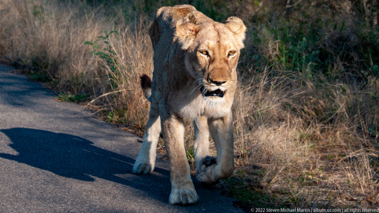 Front view of a lioness walking toward the camera along a paved road bordered by dry grass.