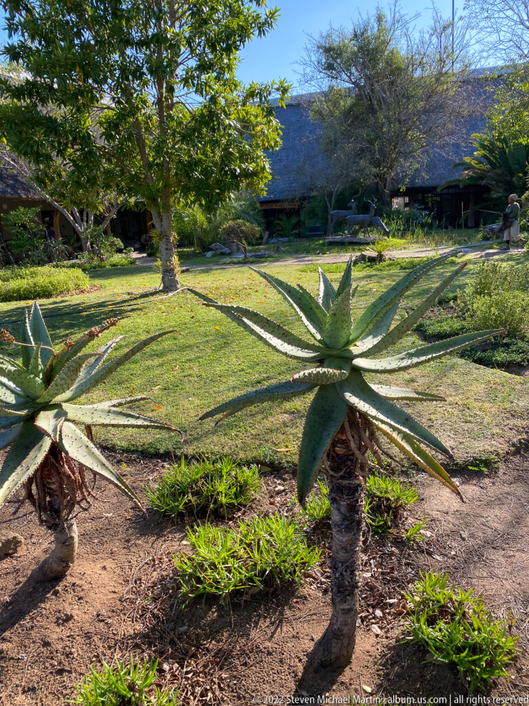 Large agave-like rosette succulents growing in a maintained lawn with shade trees and camp buildings behind.