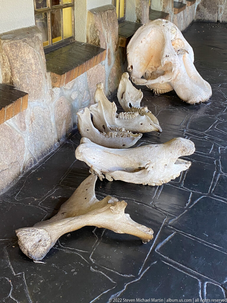 Large animal skull, jaw, shoulder blade, and long bones arranged on a dark floor beside a stone wall.