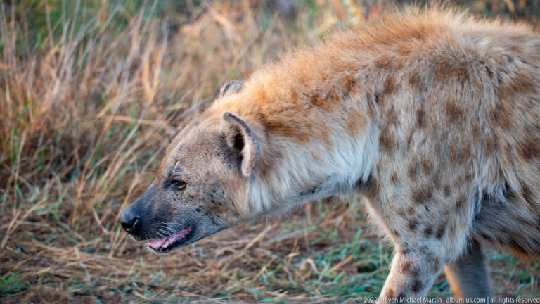 Spotted hyena walking in profile through dry grass, with sloping back and mottled coat visible.