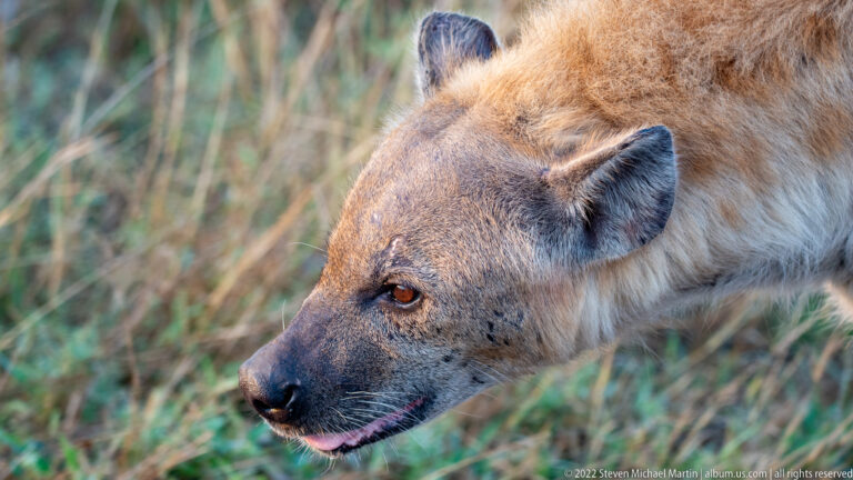 Close portrait of a spotted hyena's head with rounded ears, amber eye, dark muzzle, and coarse fur.
