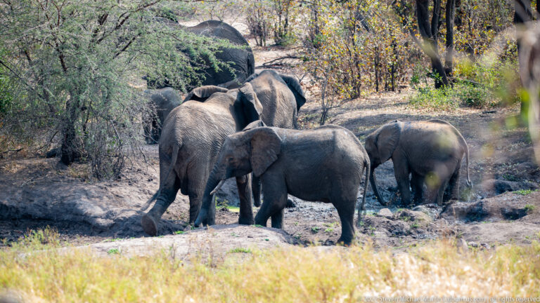 Several African elephants clustered around a muddy waterhole in dry woodland, with pale grass in the foreground.