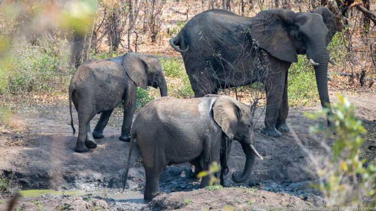 Three African elephants of different sizes gathered around a muddy waterhole in woodland.