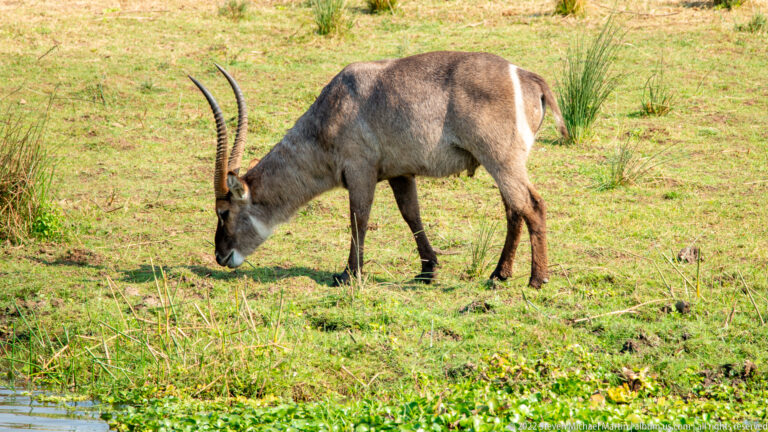 Adult male waterbuck grazing on green grass, with long ringed horns and shaggy gray-brown coat.