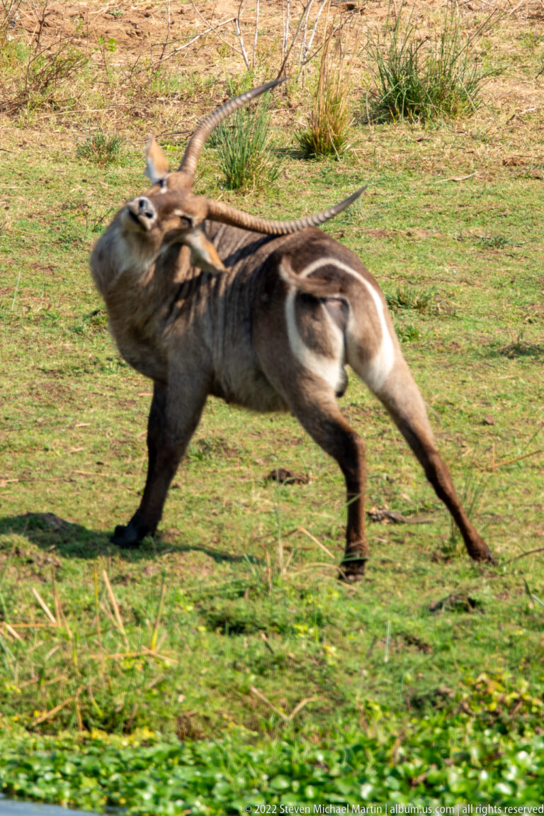 Male waterbuck running across green ground in an extended stride, horns swept back over the head.