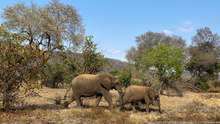 Two African bush elephants walking through dry grass and open woodland in side profile.