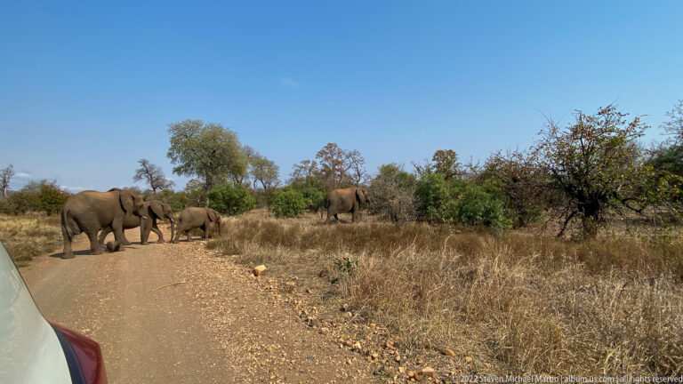 Elephants, including a calf, crossing a gravel safari road directly in front of a vehicle.