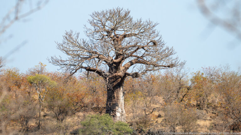 Large baobab tree with a swollen pale trunk and mostly leafless spreading crown in dry woodland.