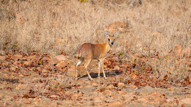 Male steenbok standing alert among reddish rocks and dry grass, with a second antelope behind.