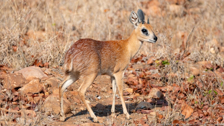 Male steenbok in side profile on rocky dry ground, showing short straight horns and large ears.