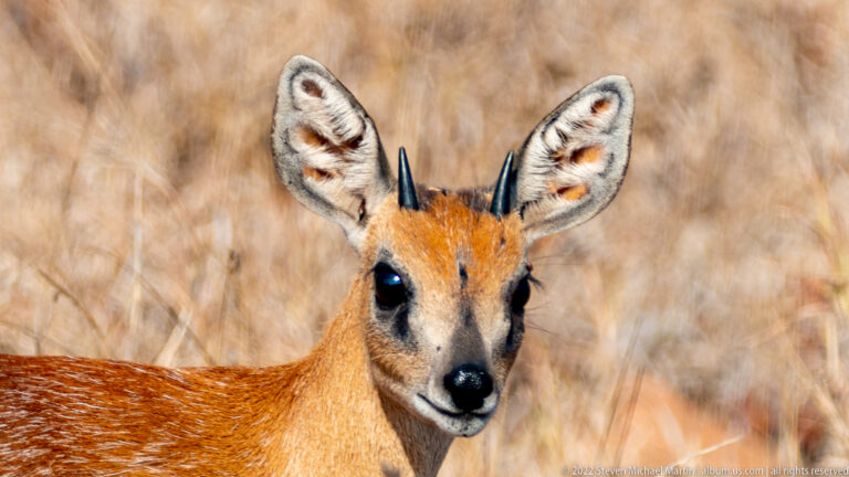 Close portrait of a male steenbok with large ears, dark eyes, narrow muzzle, and short black horns.