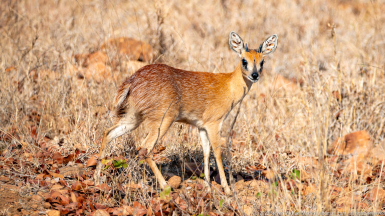 Male steenbok standing in dry grass and leaf litter, looking back toward the camera.