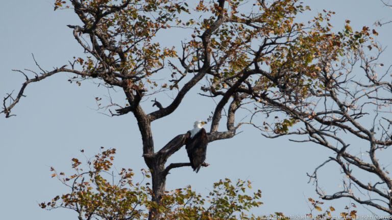 African fish eagle perched high on a branching tree against open sky.