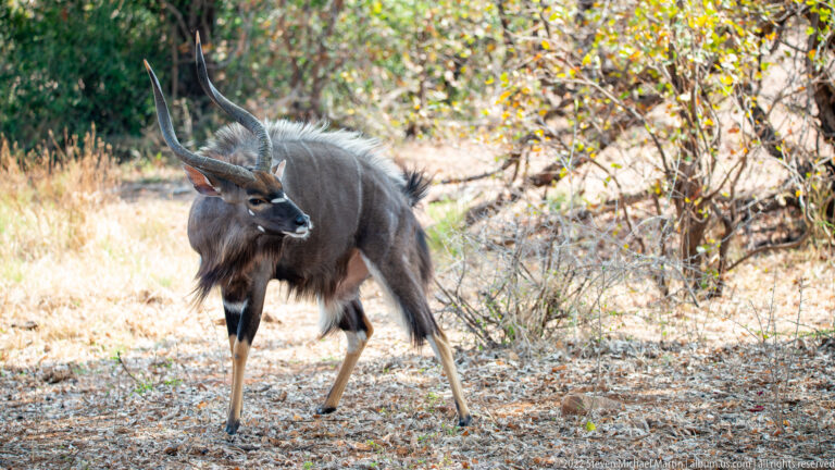 Adult male nyala with spiral horns and shaggy dark coat walking through dry woodland.