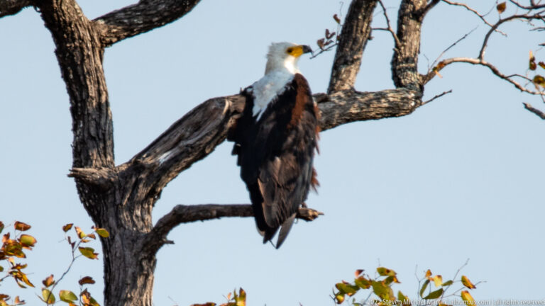 Adult African fish eagle perched on a bare branch, showing white head, yellow bill, chestnut body, and dark wings.