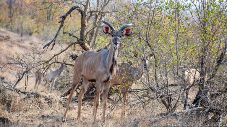 Female greater kudu standing alert in dry scrub, showing large ears and white vertical body stripes.