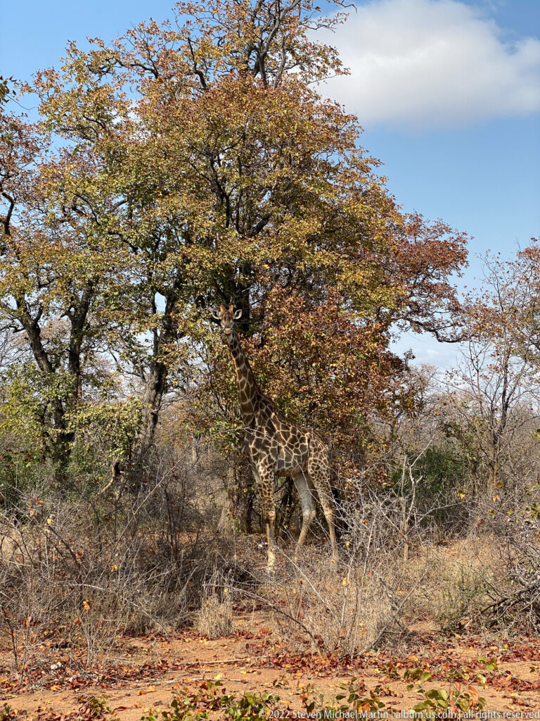 Giraffe partly obscured beneath a broad tree canopy in dry woodland.