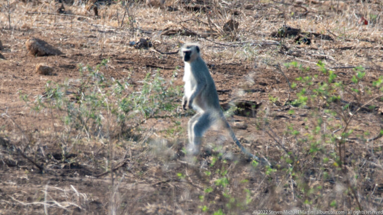 Vervet monkey standing upright on its hind legs on dry ground, with black face and pale gray coat.