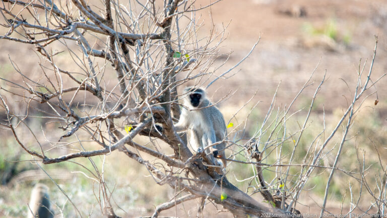 Vervet monkey sitting among thin leafless branches, facing the camera with its black face visible.