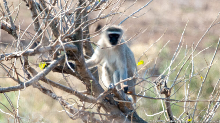 Close view of a vervet monkey sitting among bare branches, with black face and silver-gray coat.