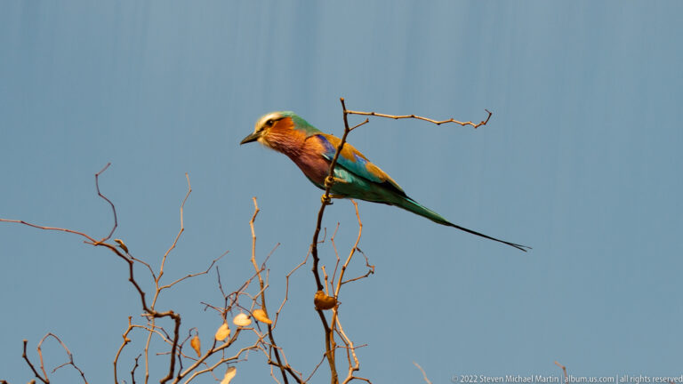 Lilac-breasted roller perched on a bare twig, showing lilac chest, turquoise plumage, and long tail streamers.