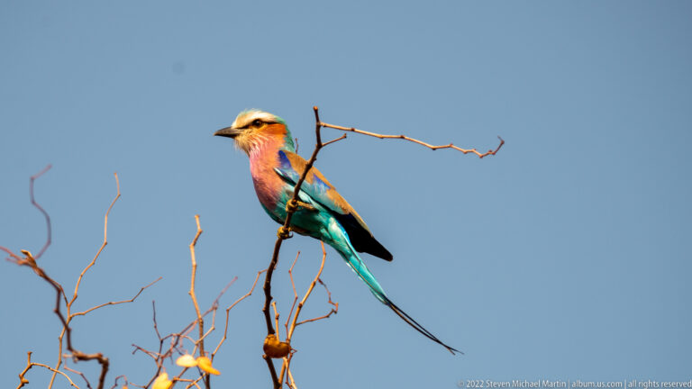 Lilac-breasted roller perched upright, displaying lilac chest, turquoise belly, pale green head, and long tail streamers.