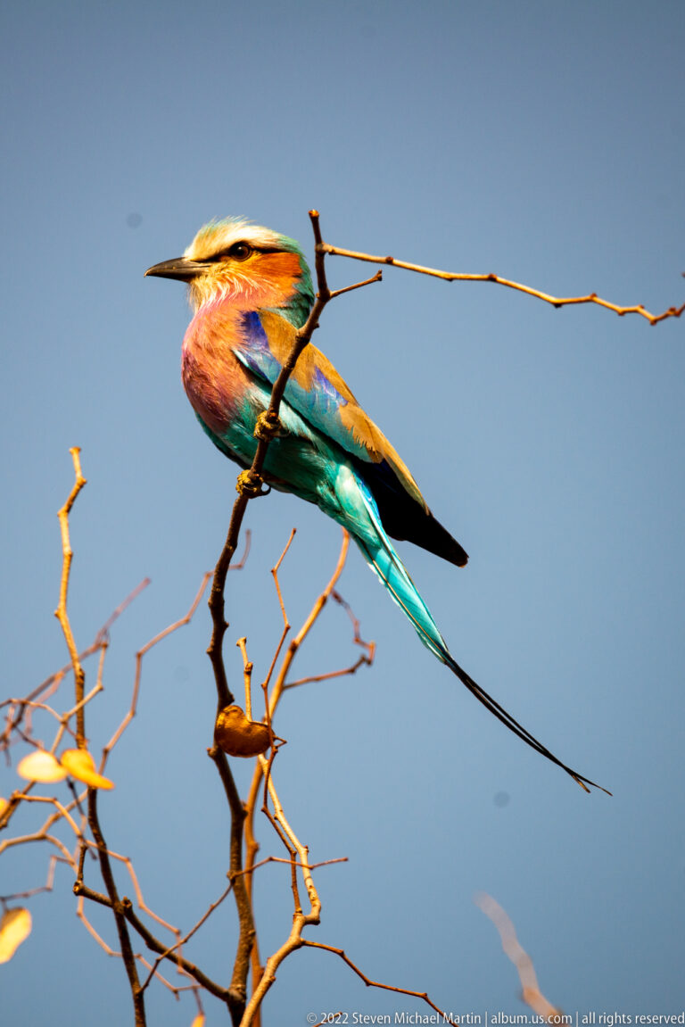 Lilac-breasted roller in side profile on a thorny branch, with turquoise wings and long black tail streamers.