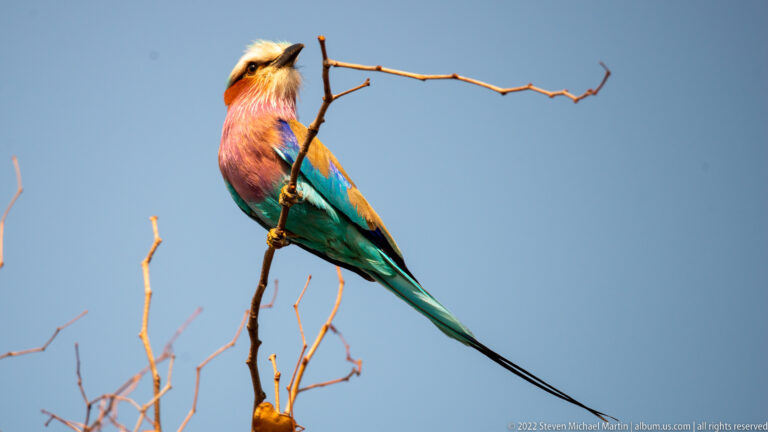 Lilac-breasted roller perched vertically with bill tilted upward and long tail hanging below.