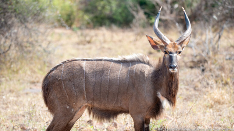Broadside adult male nyala with tall spiral horns, white body stripes, and shaggy dark coat.