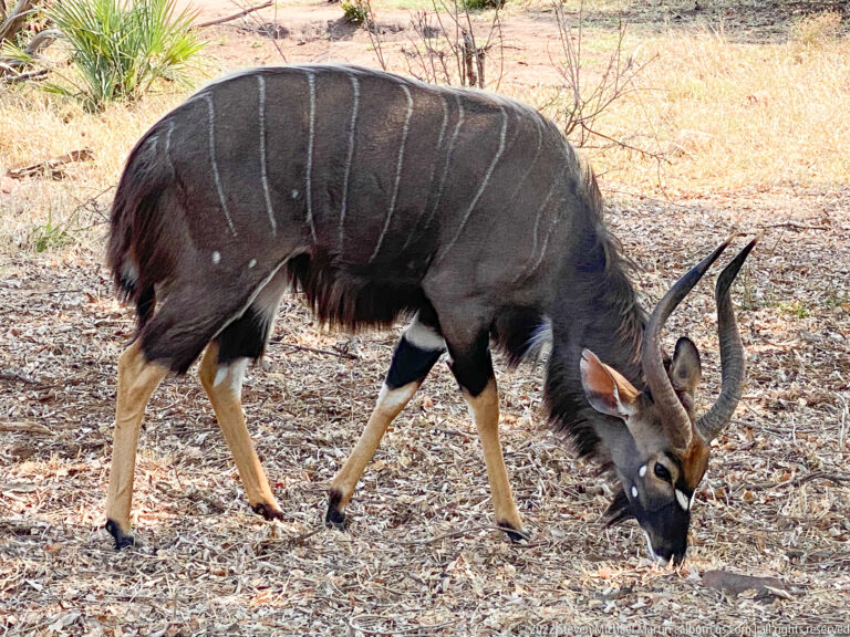 Adult male nyala grazing in side profile, with spiral horns, dark shaggy coat, white stripes, and tawny legs.