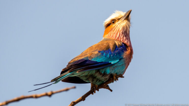 Lilac-breasted roller perched on a bare twig with head raised, showing turquoise, blue, lilac, and buff plumage.