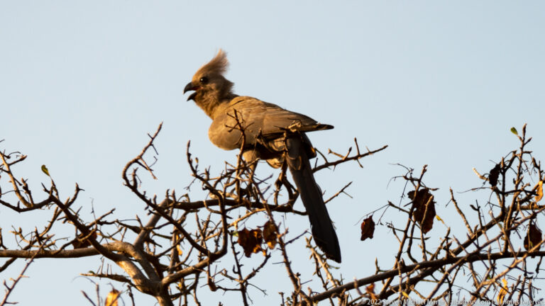 Grey go-away-bird perched in thorny branches with crest raised and bill open as if calling.