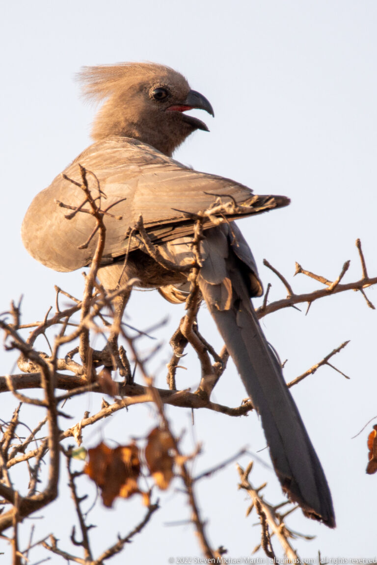 Close side profile of a grey go-away-bird with raised crest, open bill, gray plumage, and long tail.