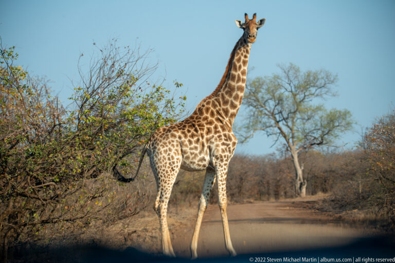 Giraffe standing frontally on a dirt safari road, surrounded by dry woodland under a blue sky.