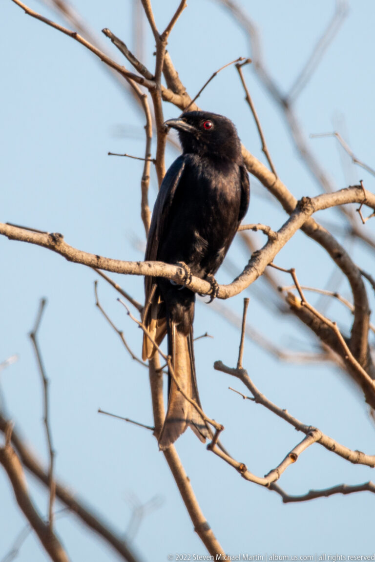 Black fork-tailed drongo perched among bare branches, showing a red eye, hooked bill, and long tail.
