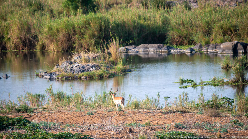 Impala standing on a dry riverbank beside calm water, reeds, and rocky islets.